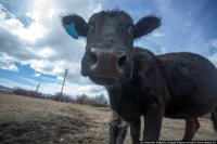 Это не корова. Это, как раз, именно тёлка