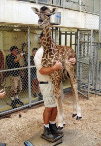 А вы знаете, как взвешивают жирафов?
А вот так: