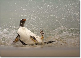 Юному поколению неизвестно, что всвязи с этой особенностью существует профессия - подниматель пингвинов.