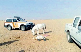 Количество людей, которых убивают ослы, больше чем количество людей ежегодно погибающих в авиакатастрофах.