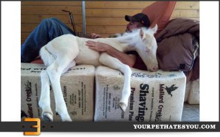 Спящие. Воскресный пост