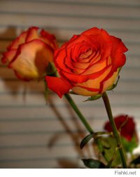 Тут не ставились какие-то специальные цели, HDR кагбы и не нужен, просто саму технологию пробовал... 
Правда, с одним отличием от каконiчной HDRi - здесь исходные шоты делались с одного RAWа. Но тут как с "шашечки или ехать" - ДД отобразил бОльший, чем простой JPEG, значит HDR(i)