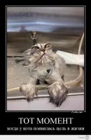 Неправильные коты 