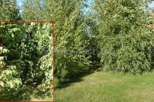 По поводу камуфляжной одежды от американской компании Realtree.
а чем отечественная "Березка" хуже?