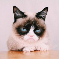 Альберт – самый суровый кот в мире