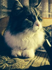 Моя котейка