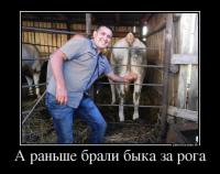 Бычьи яйца: рецепт для гурманов....