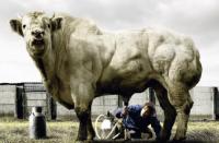 ох уж эти Египтяне...