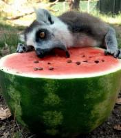 Для любителей арбузов