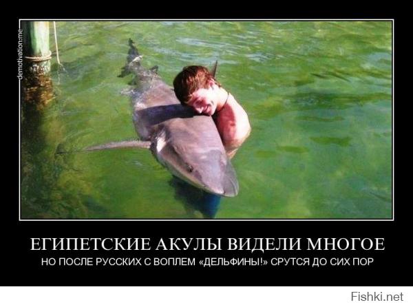 Самые интересные находки в желудках акул 