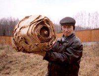 какой то мелковатый...может молодой еще...кстати их гнезда имеют странную структуру...