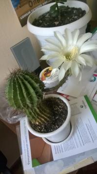 Кактусы цветут ночью