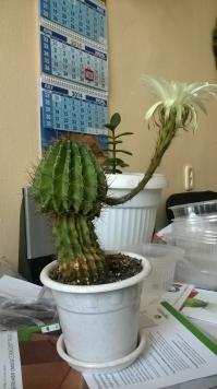 Кактусы цветут ночью