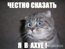 Вещи, которые вы не можете делать, если вы не кот 