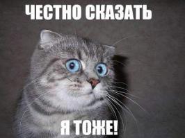 Реакция котэ на первый в его жизни снег