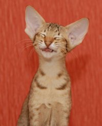 Как ругается белка