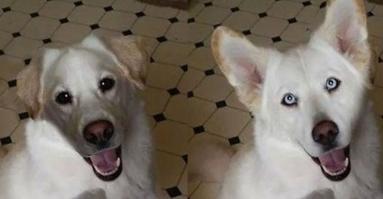 Как-то так. Правда, сильно не заморачивался, за 2 минуты накидал....