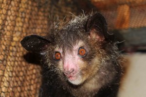 Руконожки очень пугливы, и боятся дневного света, сразу начинают дрожать, а глаза от воздействия света кажутся безумными. В сумерках же и в комфортном состоянии они  - очень даже милые создания. Этого красавца я сфотографировал в прошлом сентябре на Мадагаскаре )