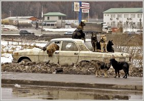 Припаркованный Volkswagen пришелся бездомным собакам по вкусу