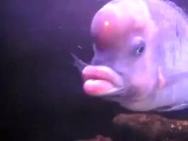 10 суперспособностей животного мира