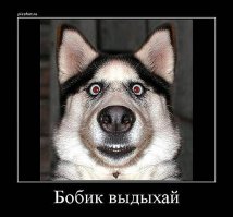 55 животных, шокированных происходящим 