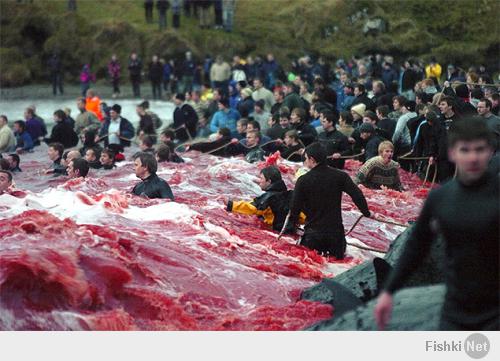 а еще Исландцы любят убивать дельфинов (