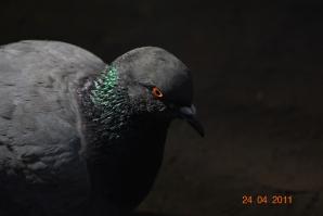 Не простой тюнинг-колхоз Chevrolet Lacetti