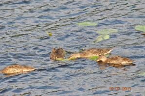 Не простой тюнинг-колхоз Chevrolet Lacetti