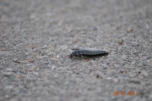 Не простой тюнинг-колхоз Chevrolet Lacetti