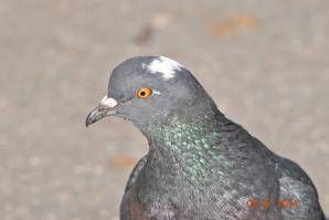 Не простой тюнинг-колхоз Chevrolet Lacetti