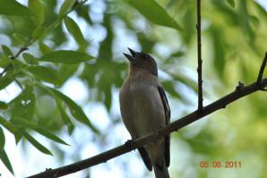 Не простой тюнинг-колхоз Chevrolet Lacetti