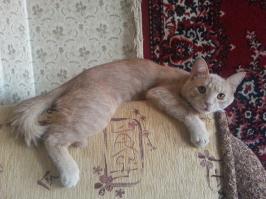  Обязанности домашних котов