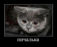 А где девки с картинки????????