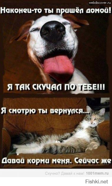Чем коты отличаются от собак