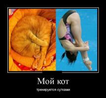 Неудачные прыжки котов 