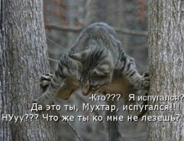 Кошачий фотопост!