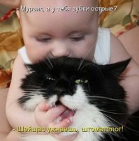 Кошачий фотопост!