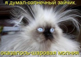 Кошачий фотопост!