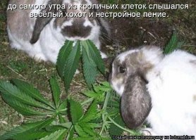 Кошачий фотопост!