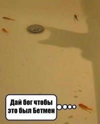 Кошачий фотопост!