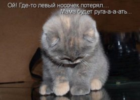 Кошачий фотопост!