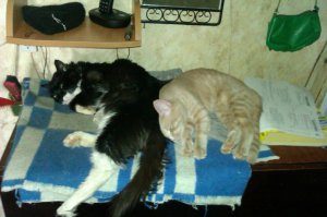 Моё зверье:) Правда Кузька (черный), умер полгода назад, 19 лет котейке было...