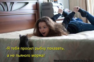 Посвящается котам! Позитив!