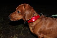 Соберем то, что уже давно используется?
Ошейник с GPS: