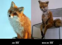 Спасенный лисёнок: до и после