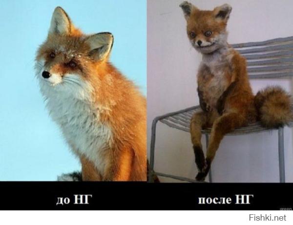 Спасенный лисёнок: до и после