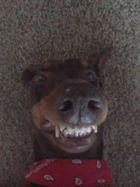 Собака-улыбака очень понравилась!