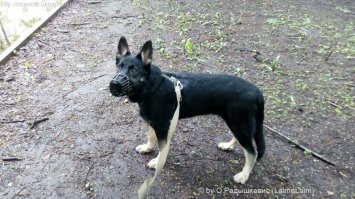 Это подобранный мной щен, прошло 6 мес и он вот таким стал, а был такой. Растет пока, но видно это большой пес.