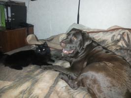 ну а как же не съесть пульт от телика? главное привлечь к себе внимание! вот моя "козява"... была и стала