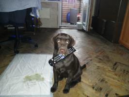 ну а как же не съесть пульт от телика? главное привлечь к себе внимание! вот моя "козява"... была и стала